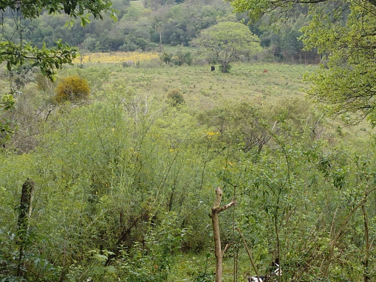 Agua Morna, Cachoeira do Sul/RS, 2 hectares de terra nua. Boa para agricultura e chácara.